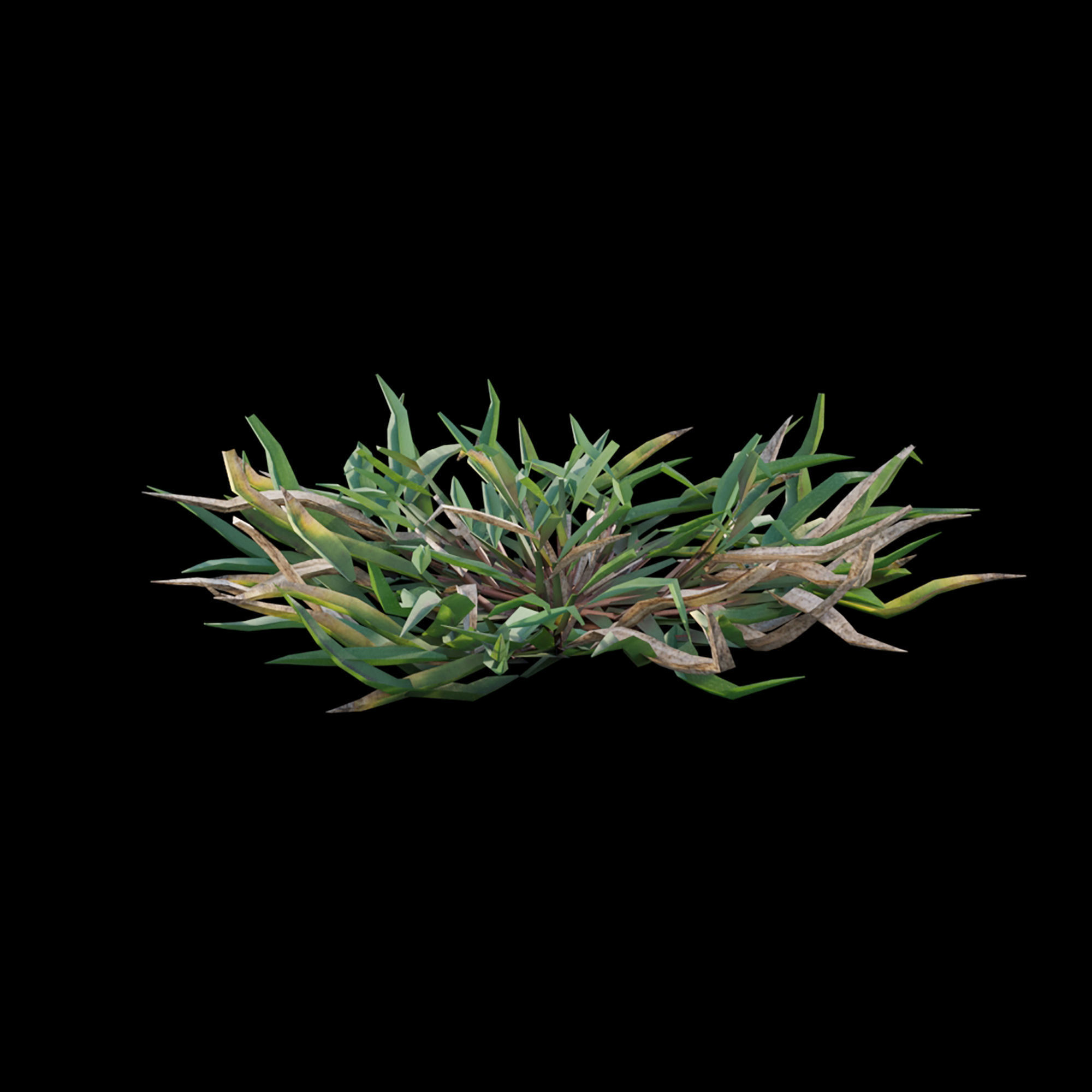 Eremochloa ophiuroides - cut 03 3D model_4