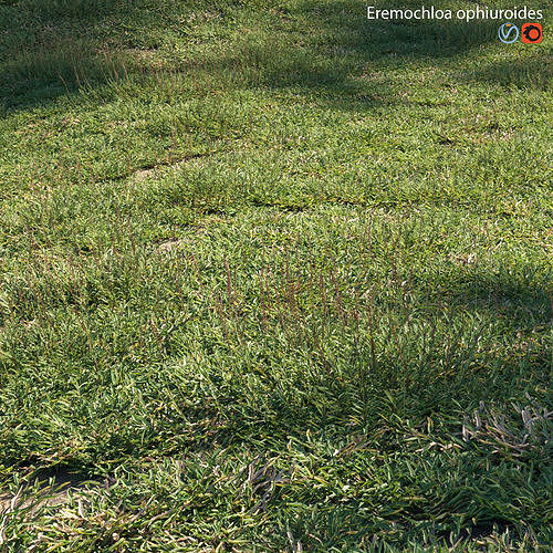 Eremochloa ophiuroides - cut 03 3D model