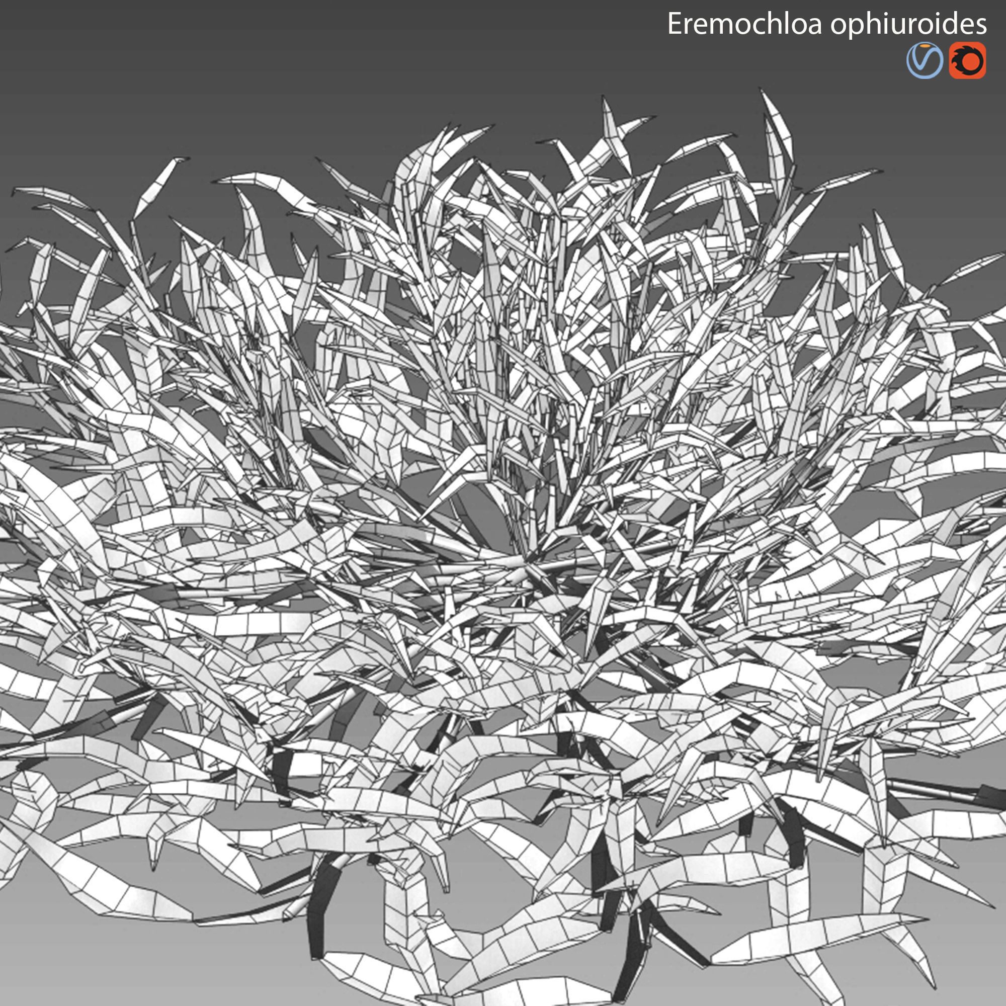 Eremochloa ophiuroides - set 01 3D model_6