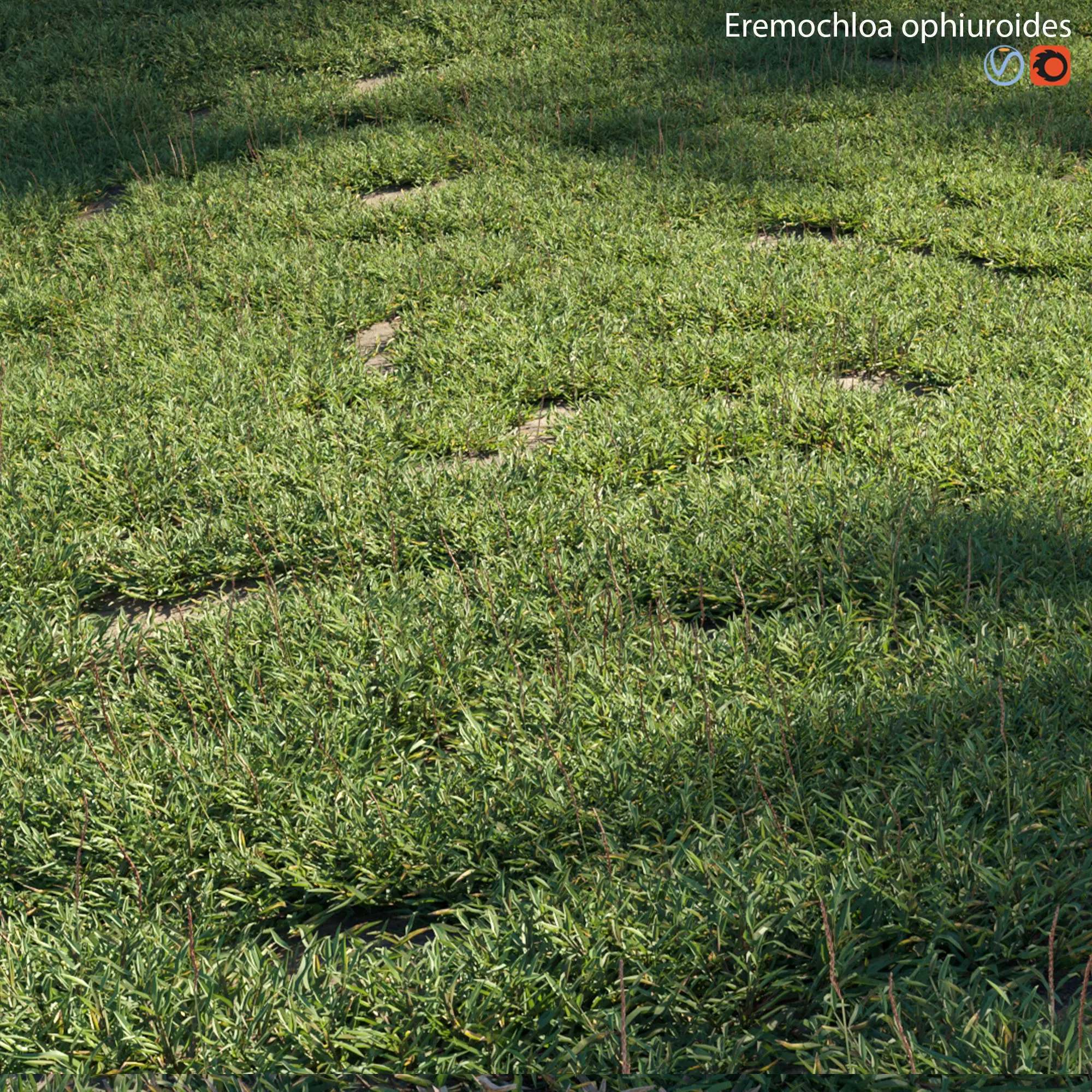 Eremochloa ophiuroides - set 01 3D model_0