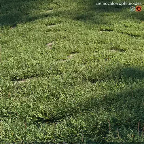 Eremochloa ophiuroides - set 01