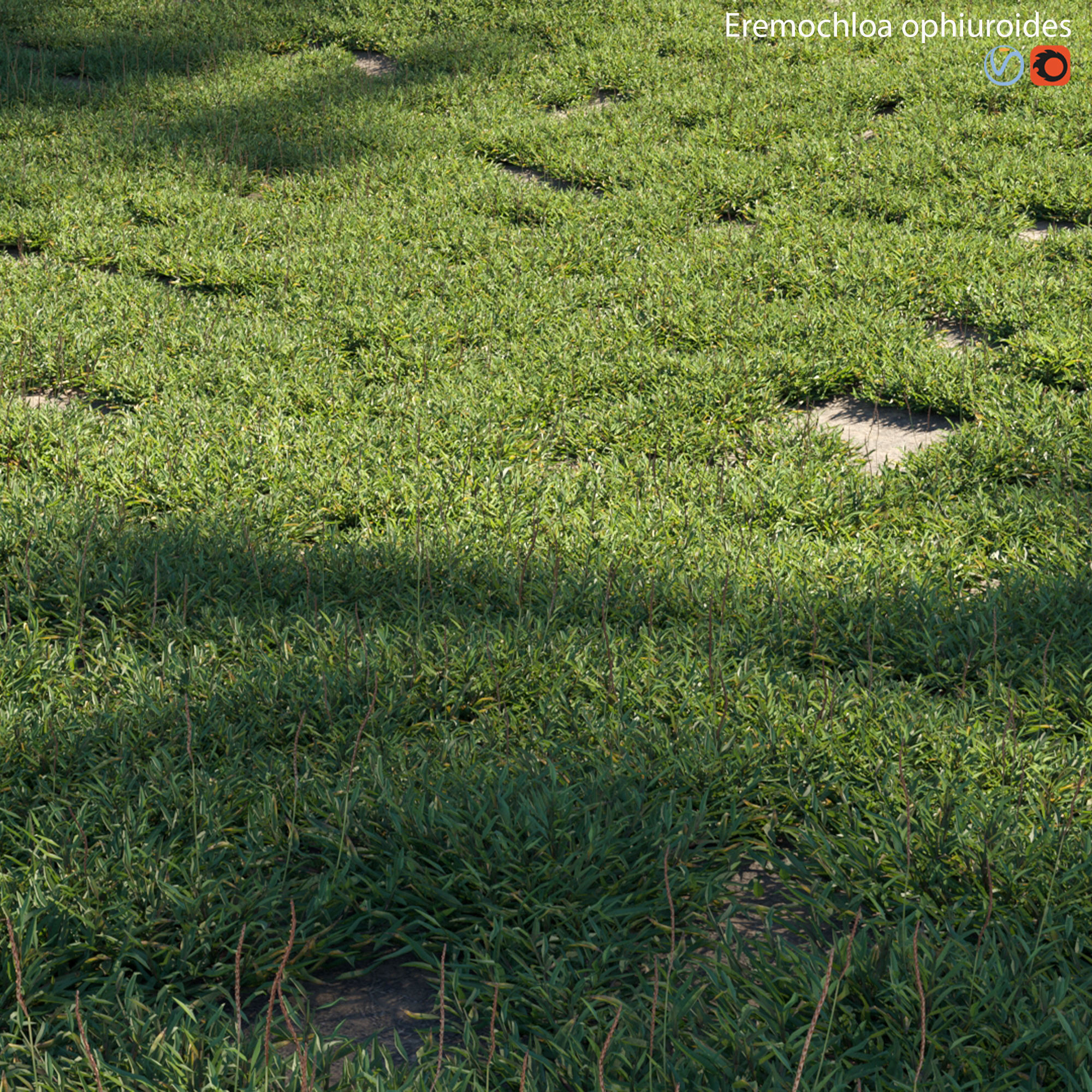 Eremochloa ophiuroides - set 01 3D model_1