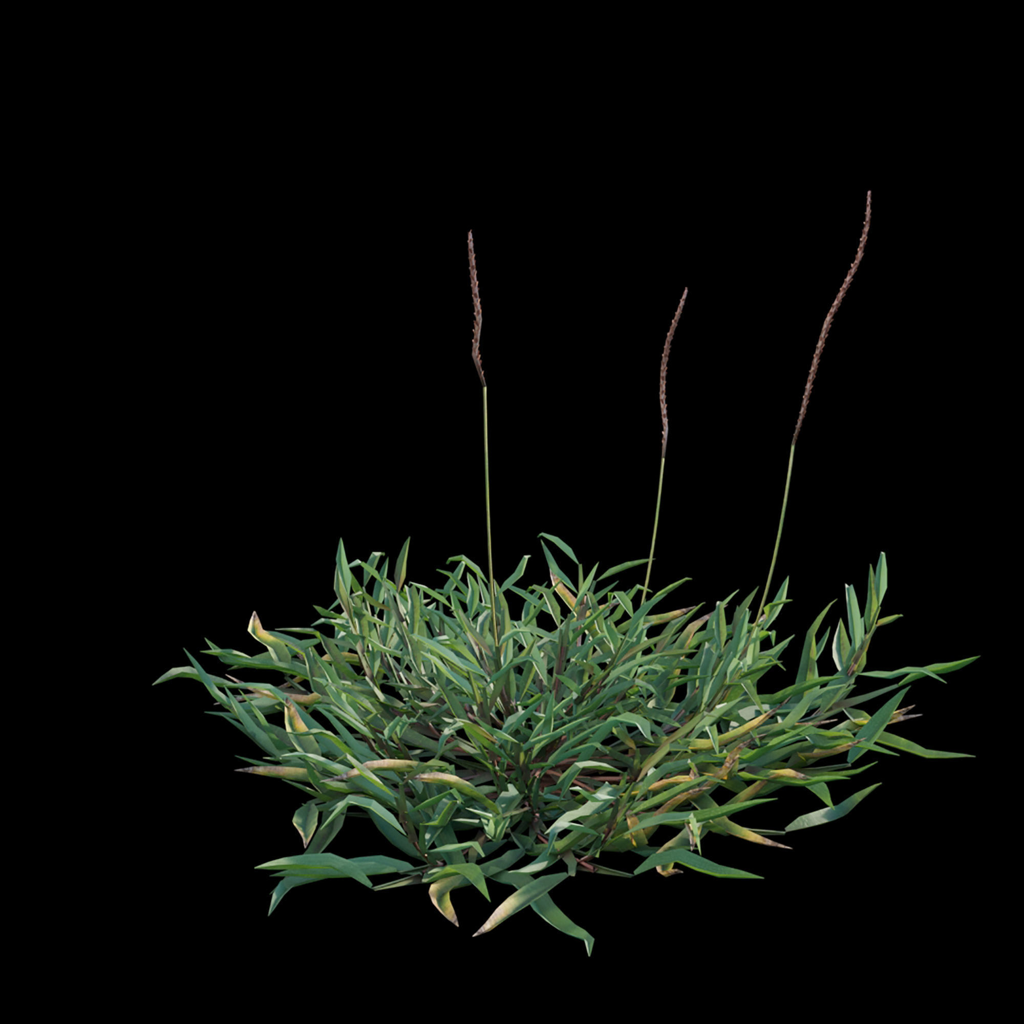 Eremochloa ophiuroides - set 01 3D model_3