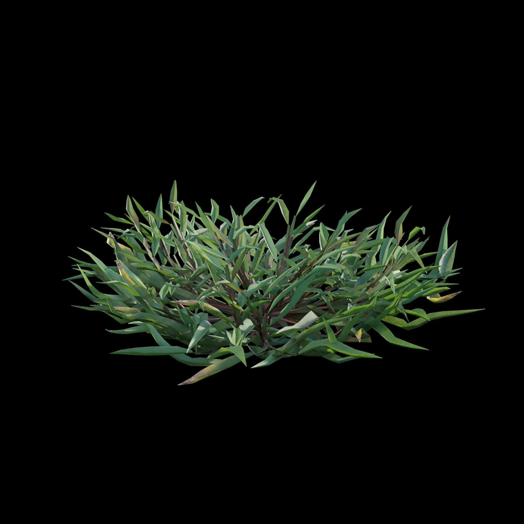 Eremochloa ophiuroides - set 01 3D model_2