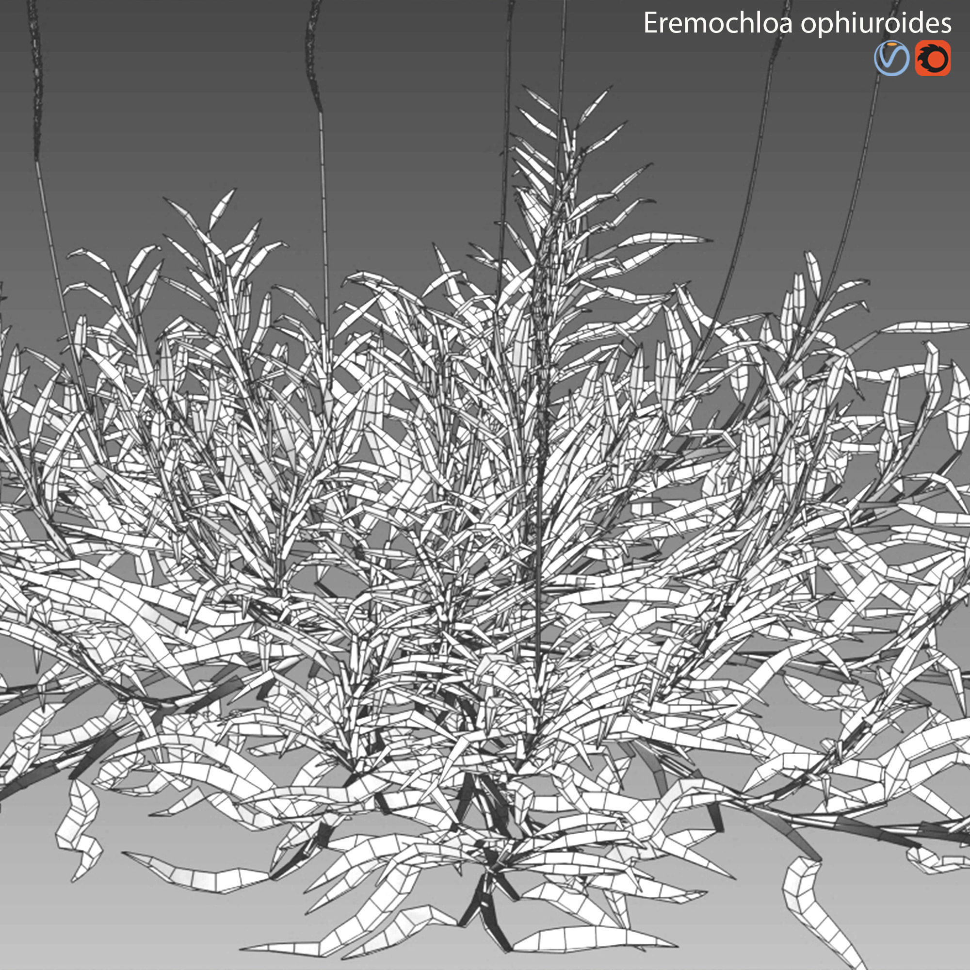 Eremochloa ophiuroides - set 01 3D model_5