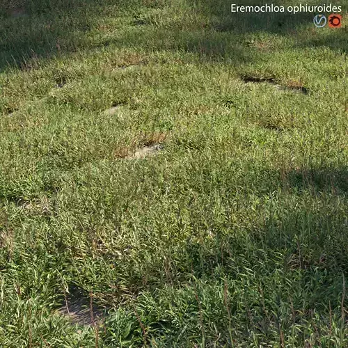 Eremochloa ophiuroides - set 02