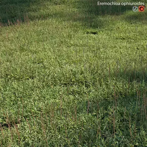 Eremochloa ophiuroides - set 03