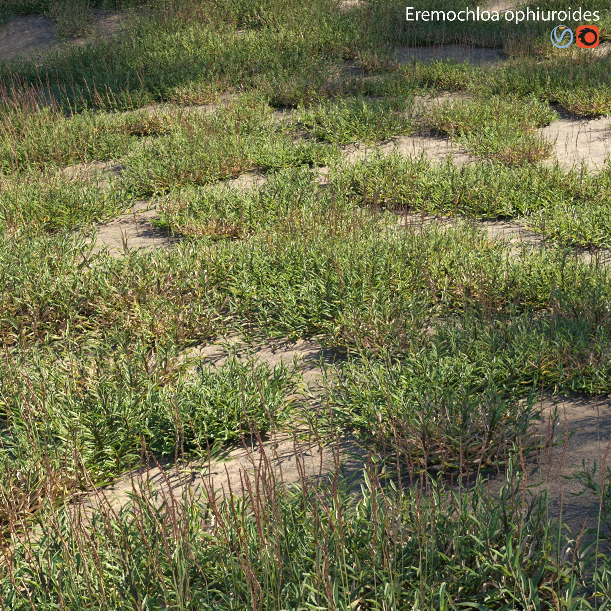 Eremochloa ophiuroides - wild 3D model_0