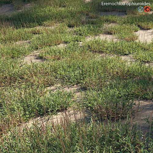 Eremochloa ophiuroides - wild 3D model