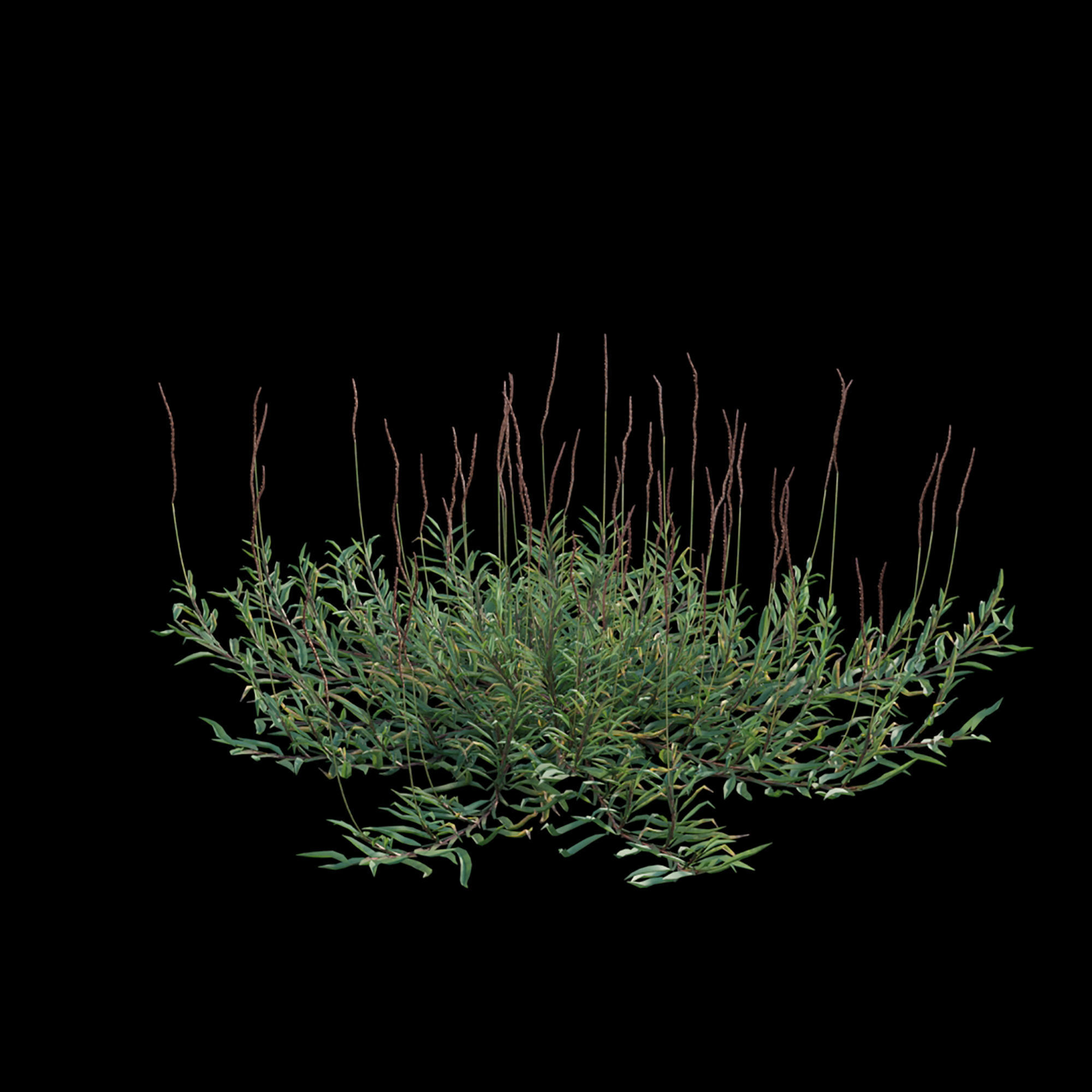 Eremochloa ophiuroides - wild 3D model_1