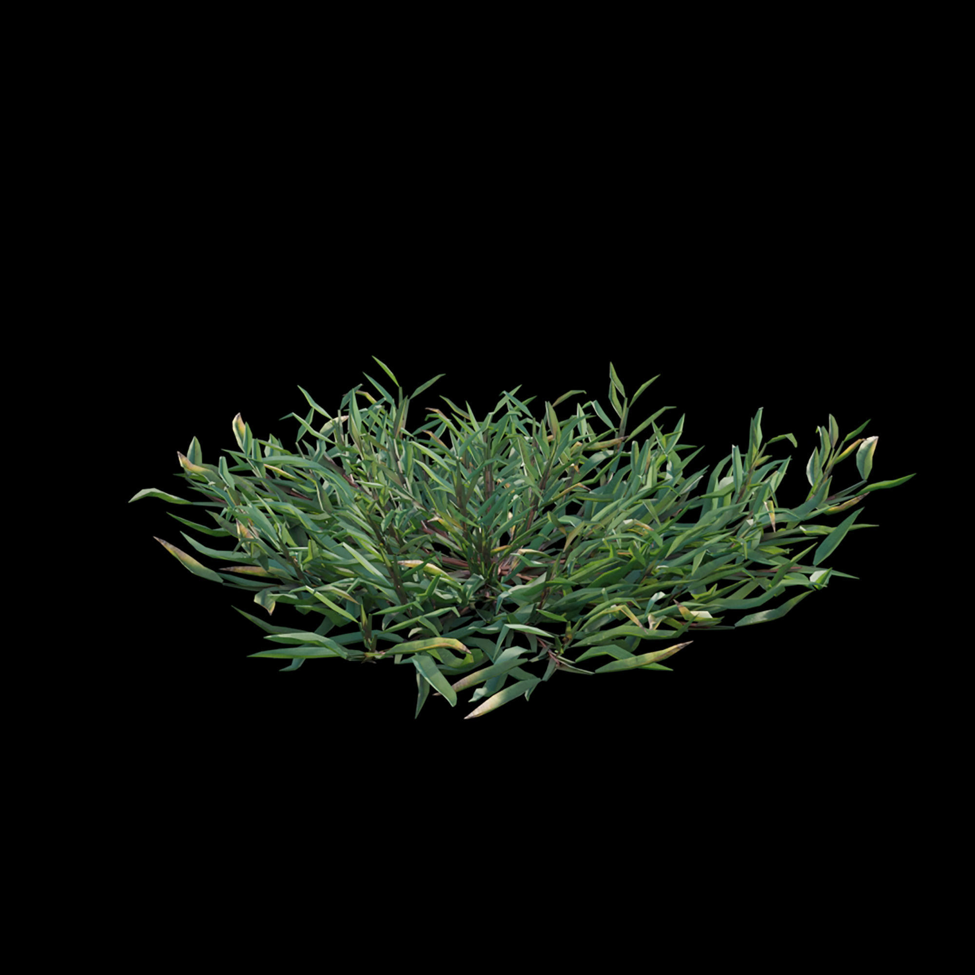 Eremochloa ophiuroides - wild 3D model_3