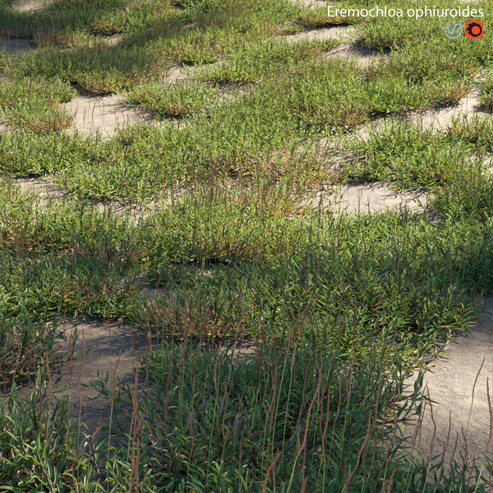 Eremochloa ophiuroides - wild 3D model_2