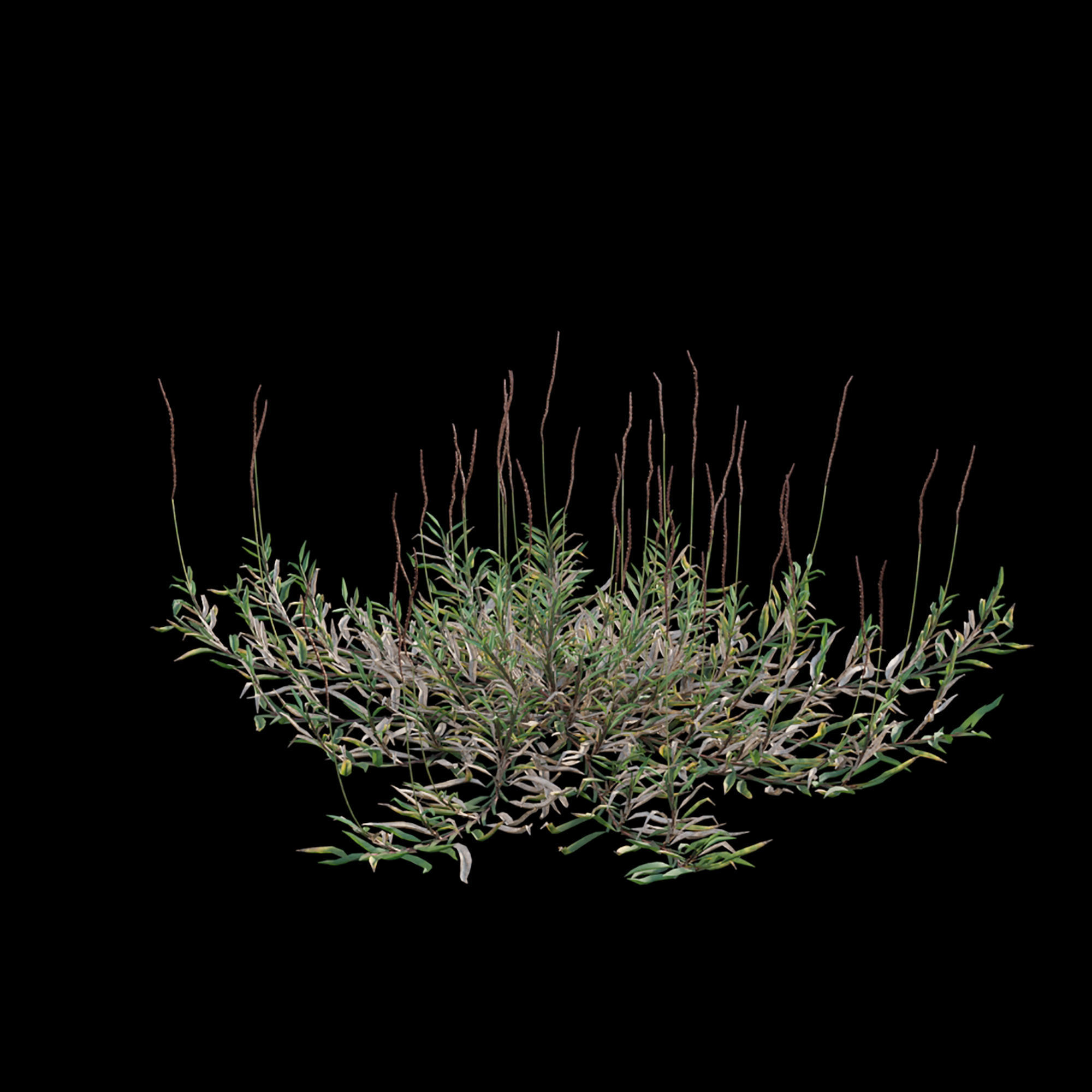 Eremochloa ophiuroides - wild 3D model_5