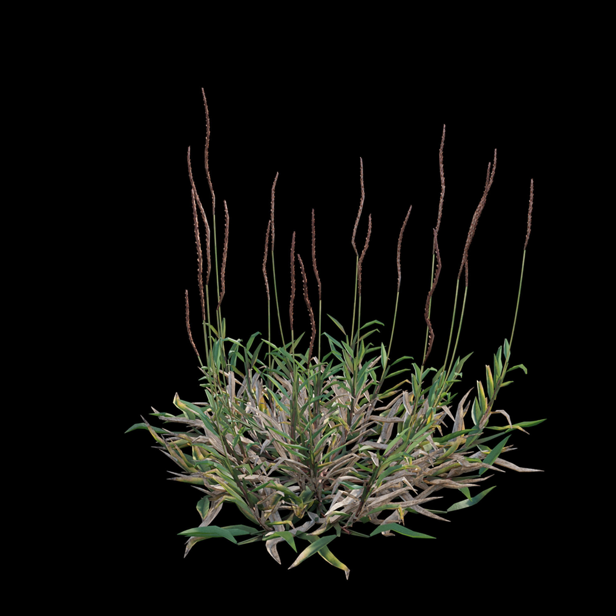 Eremochloa ophiuroides - wild 3D model_7
