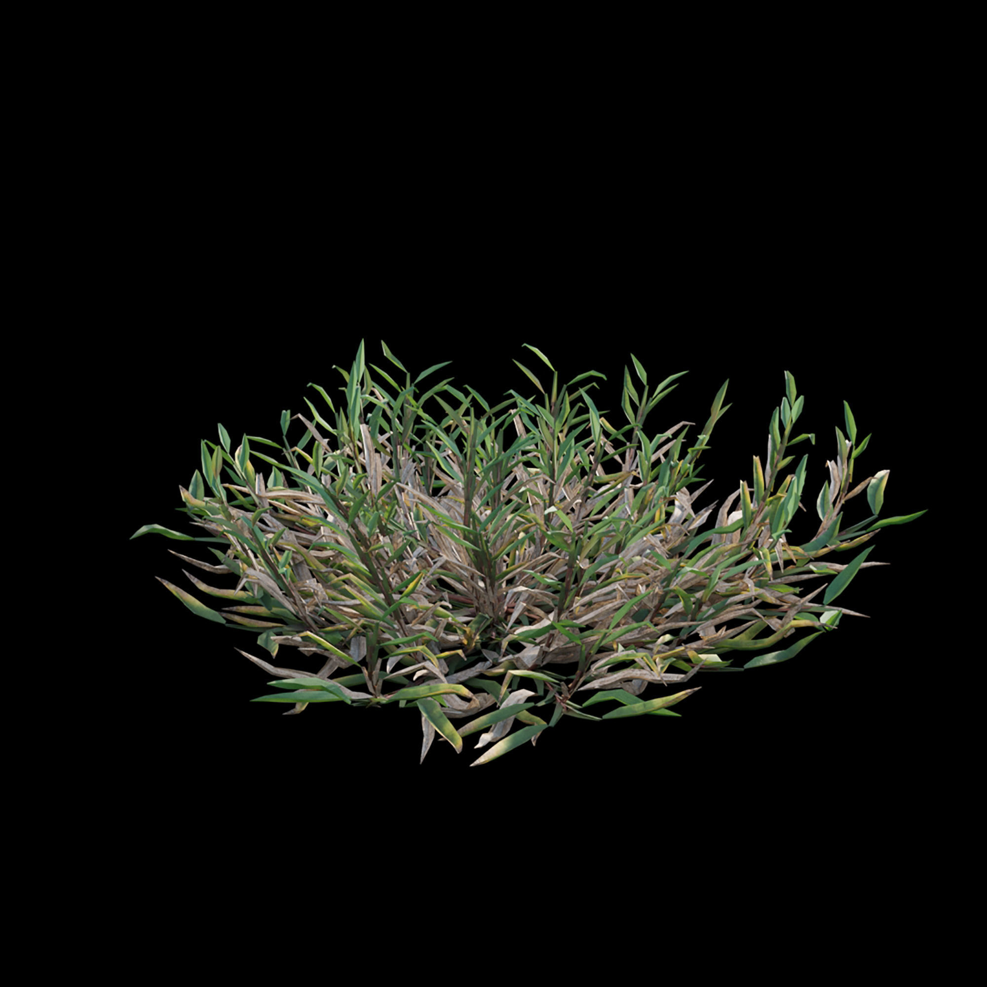 Eremochloa ophiuroides - wild 3D model_6