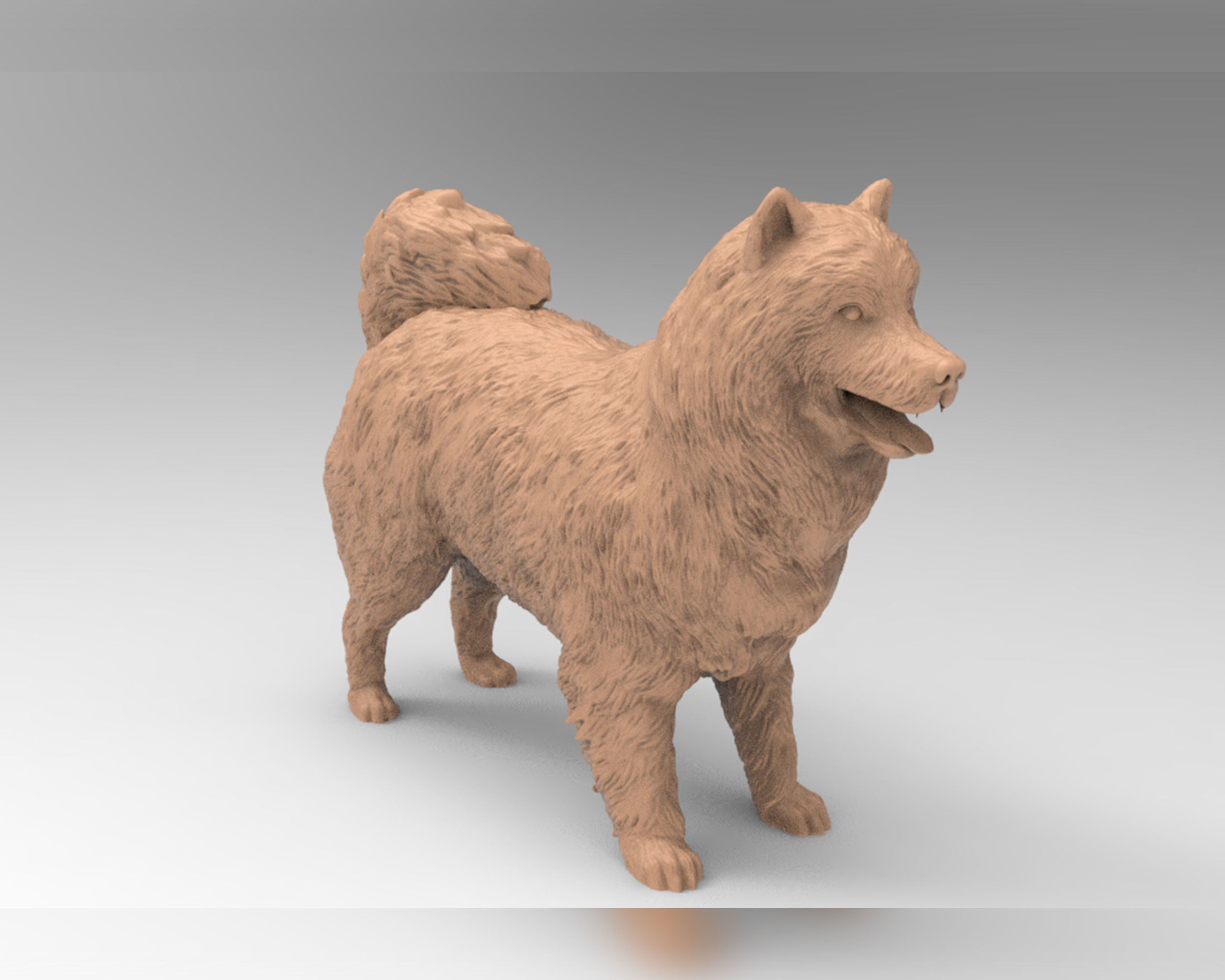 Samoyed model dog 3D print model_2