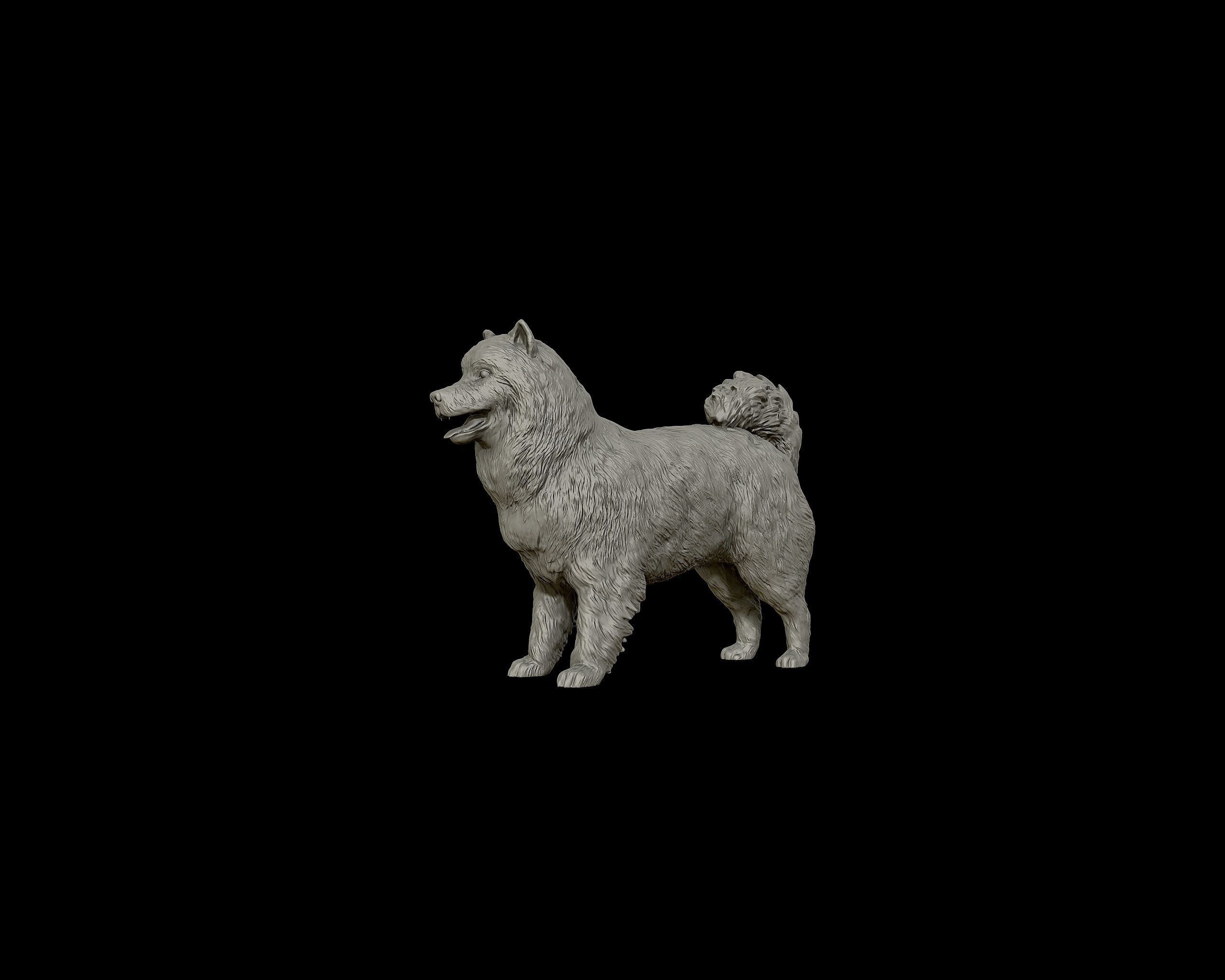 Samoyed model dog 3D print model_16