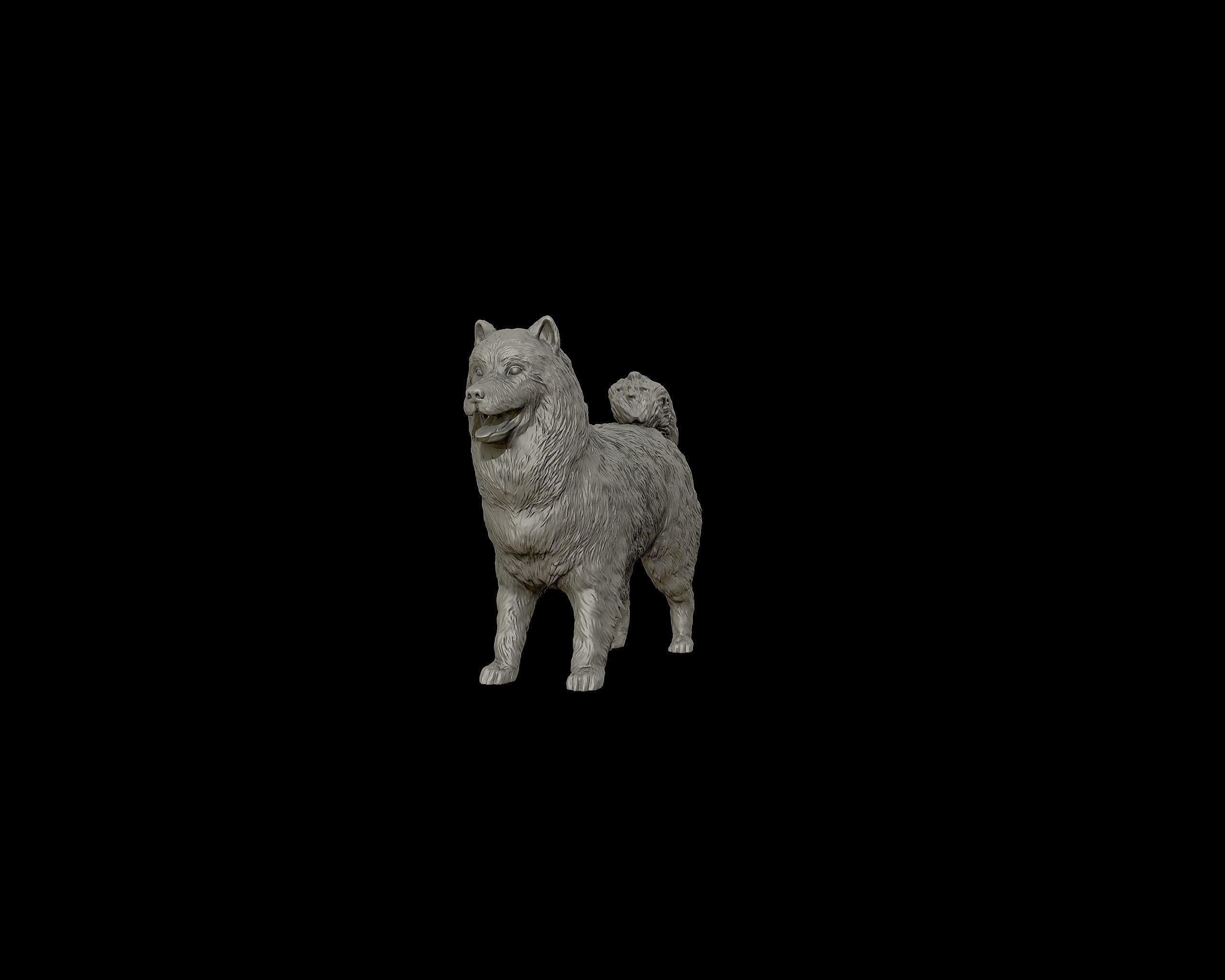 Samoyed model dog 3D print model_13