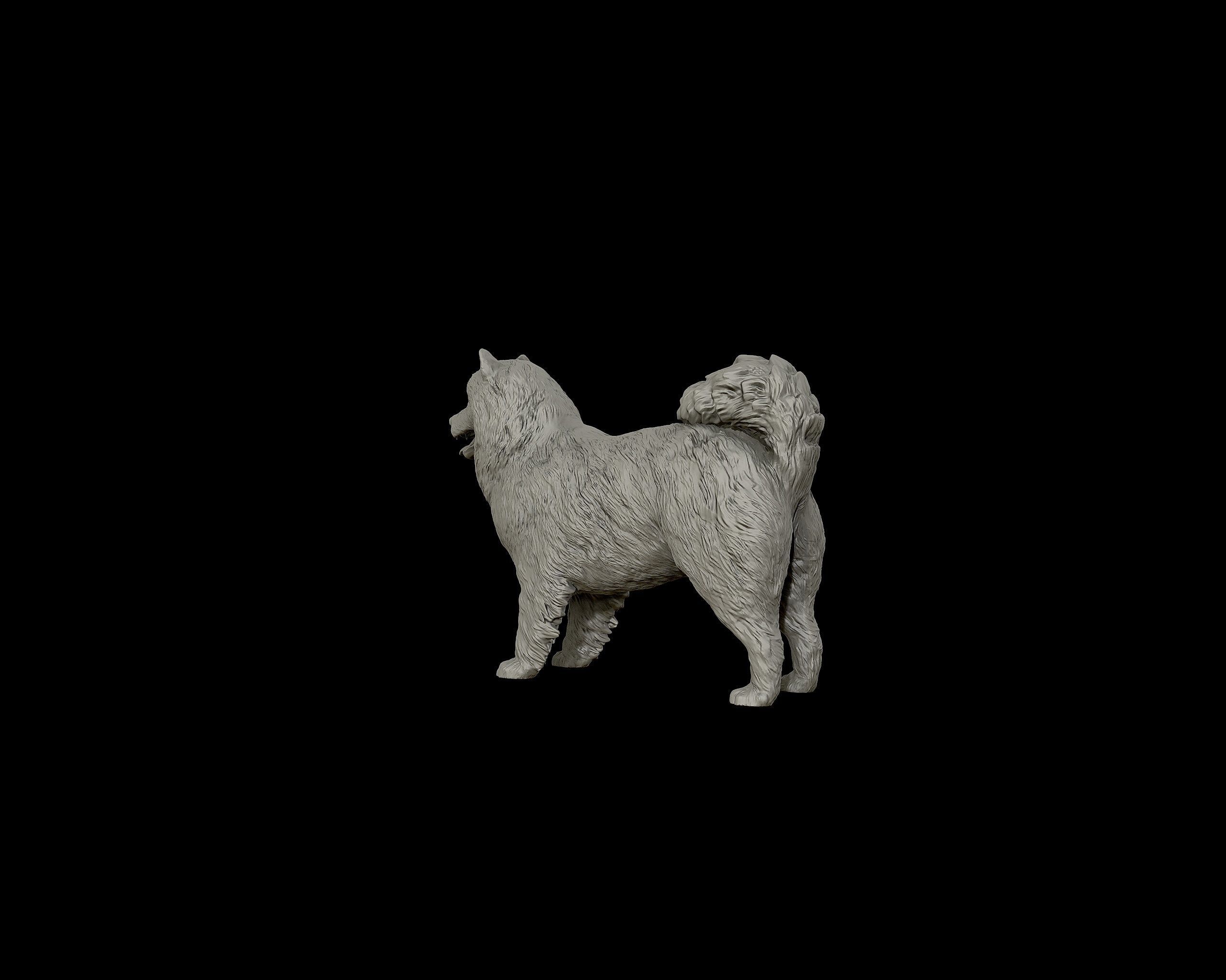 Samoyed model dog 3D print model_19