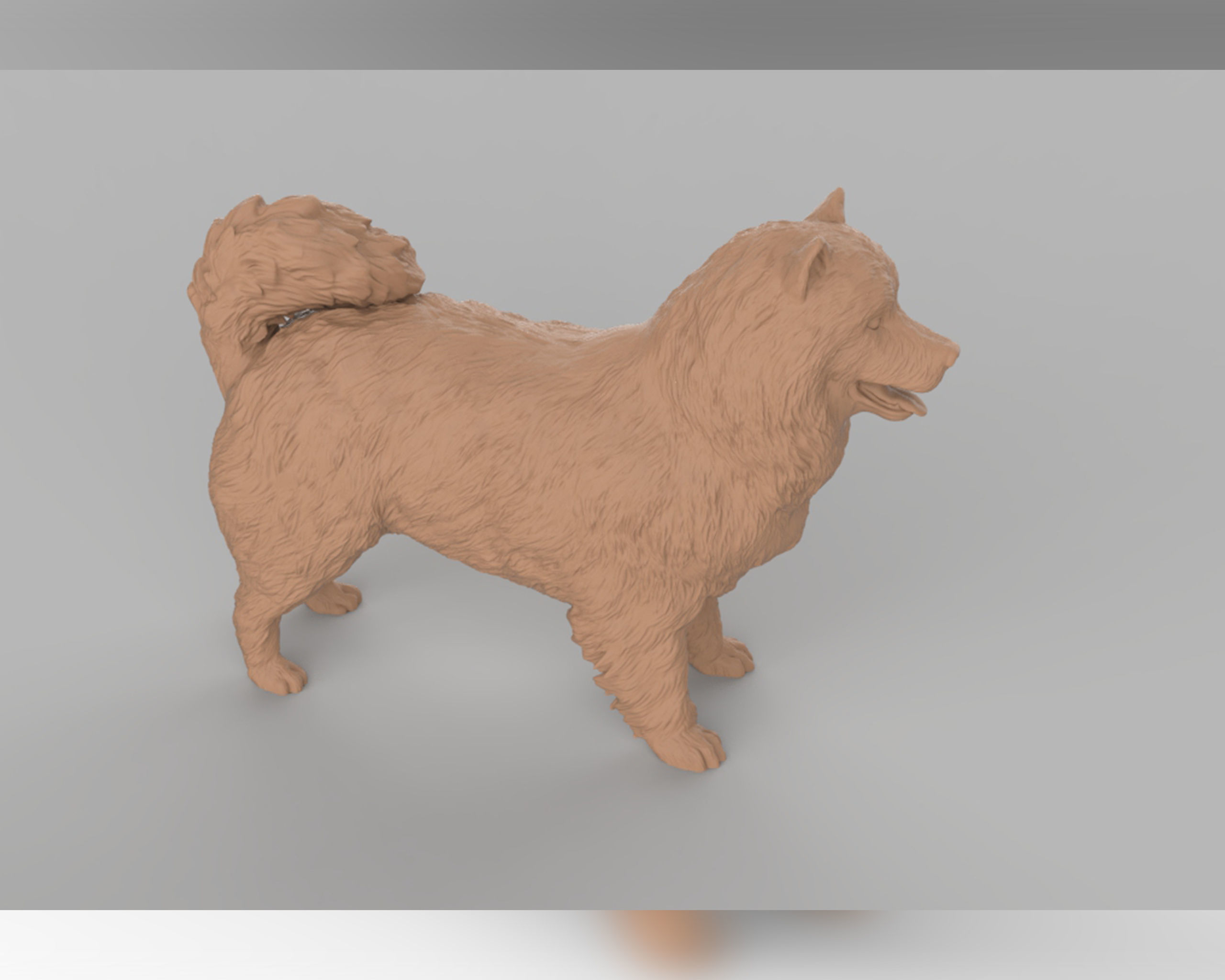 Samoyed model dog 3D print model_3