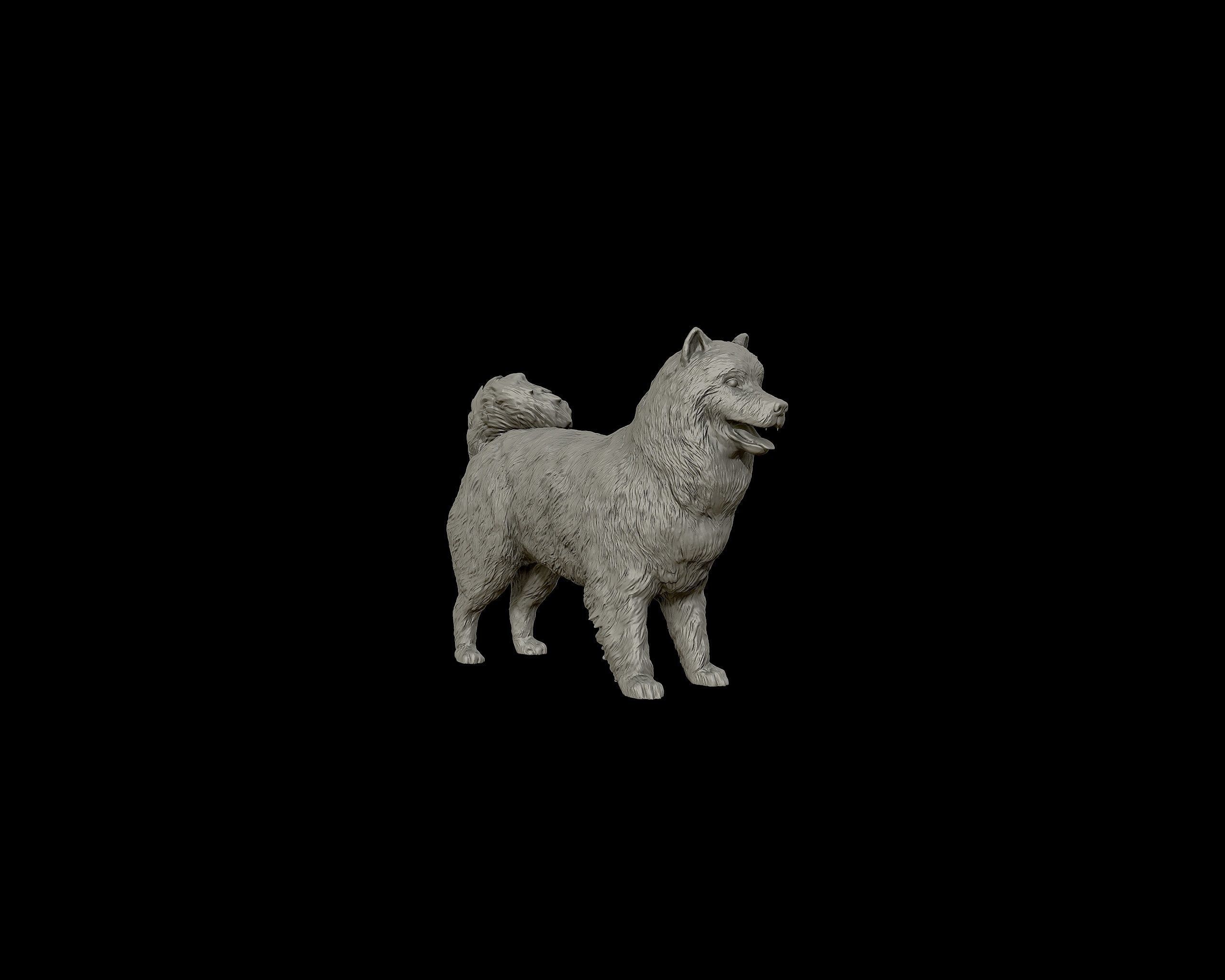 Samoyed model dog 3D print model_26