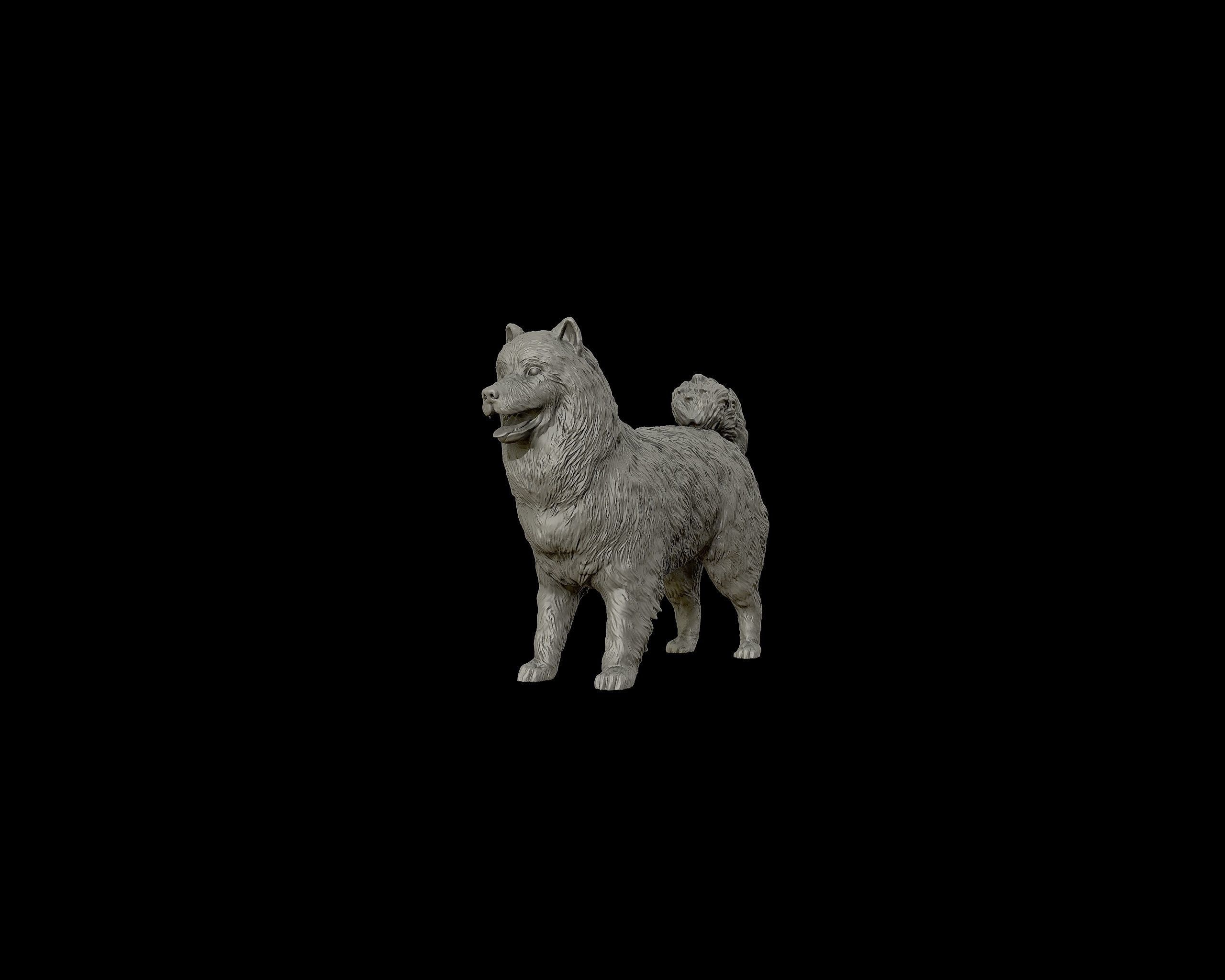 Samoyed model dog 3D print model_14