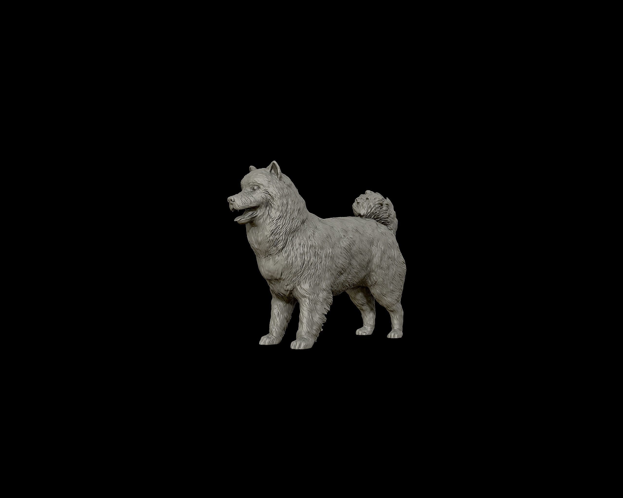 Samoyed model dog 3D print model_15