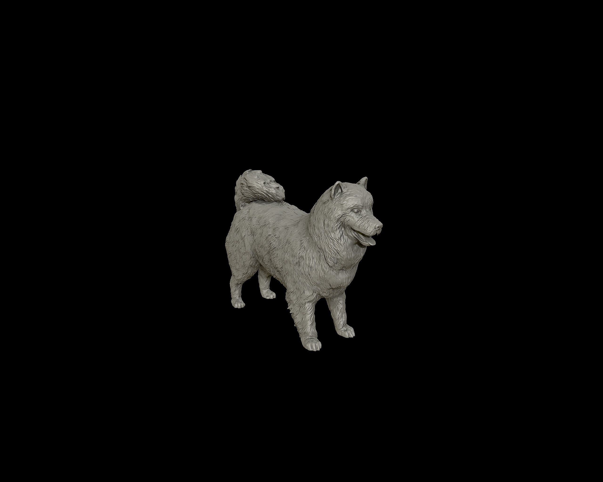 Samoyed model dog 3D print model_30