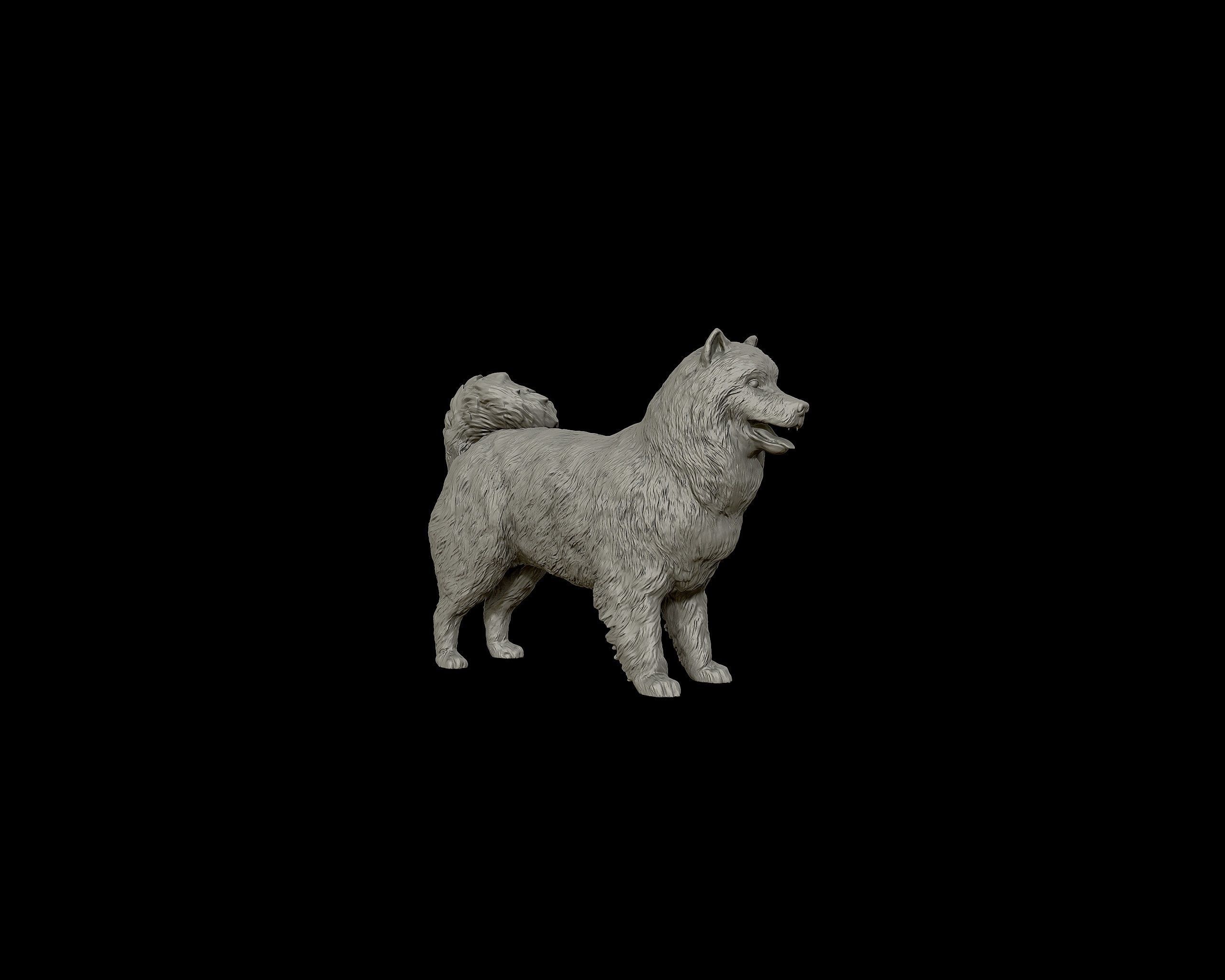 Samoyed model dog 3D print model_25
