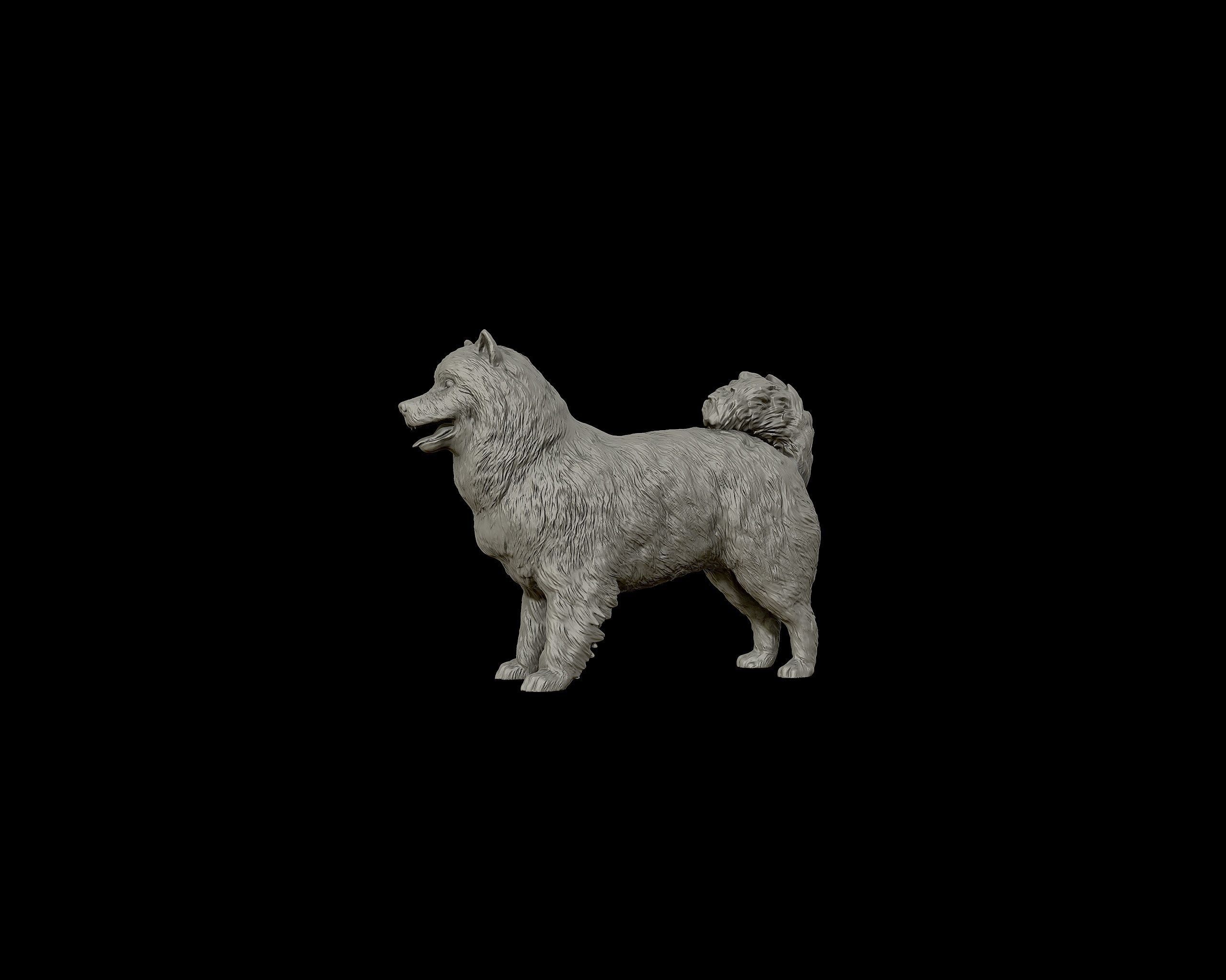 Samoyed model dog 3D print model_17