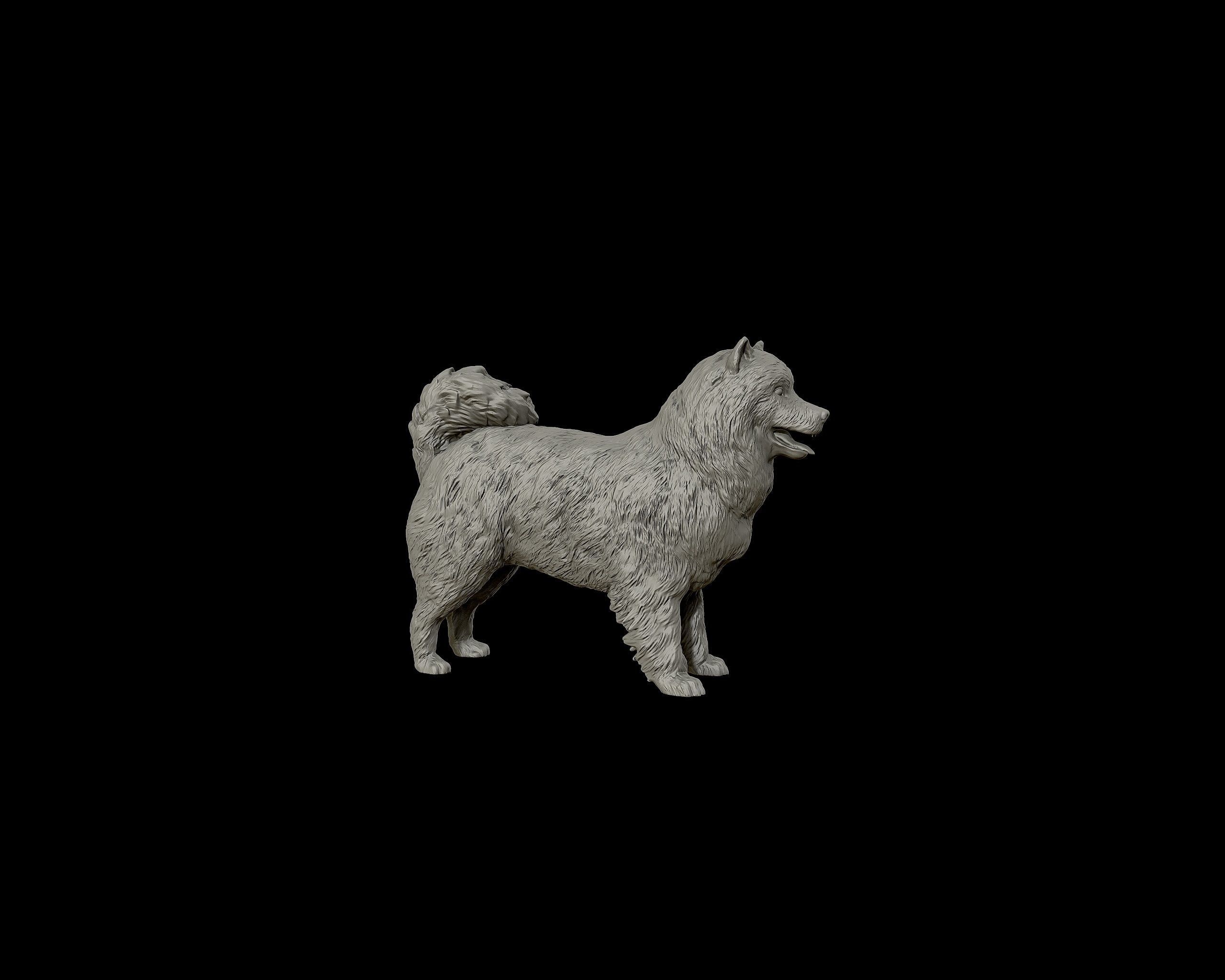 Samoyed model dog 3D print model_24