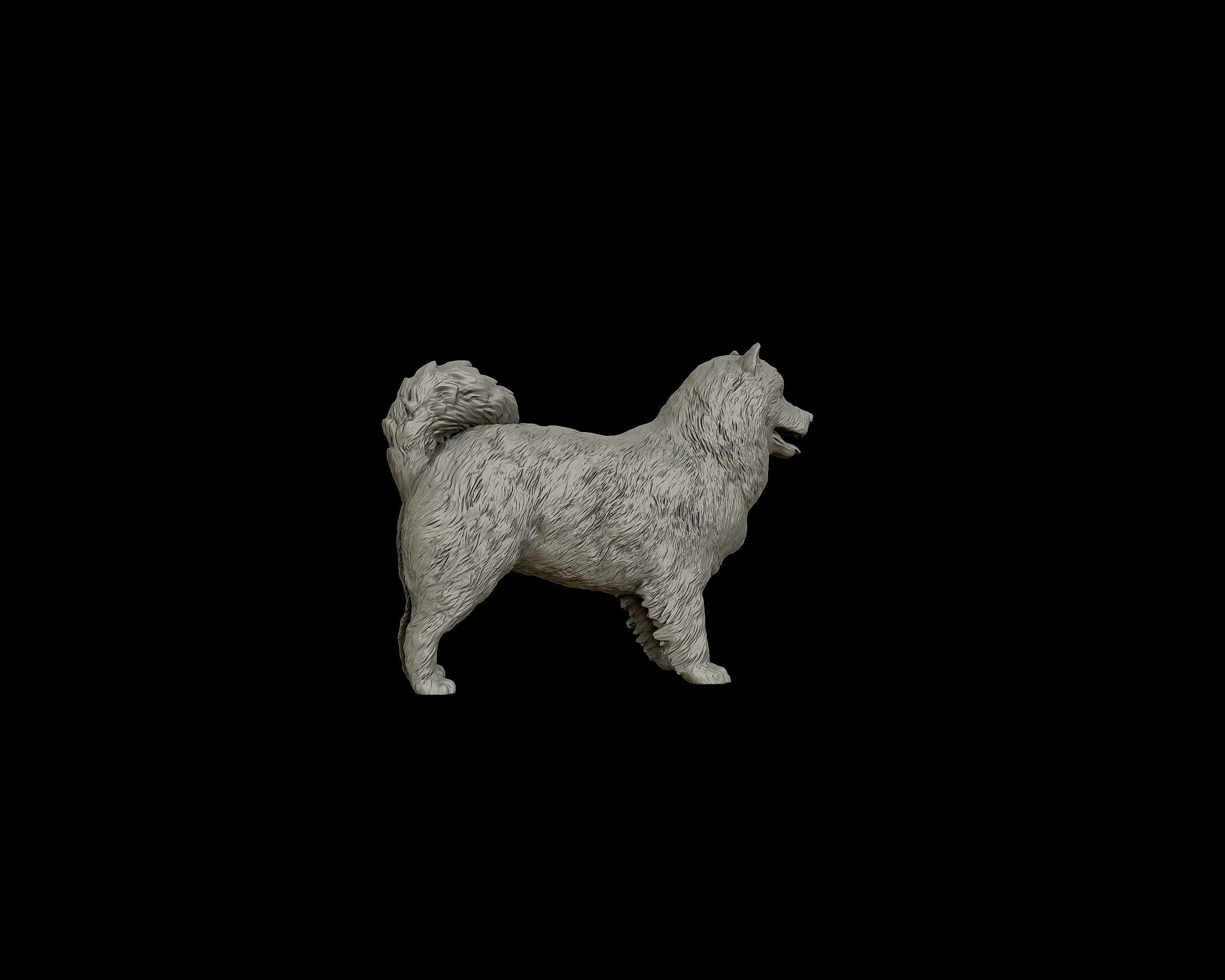 Samoyed model dog 3D print model_23