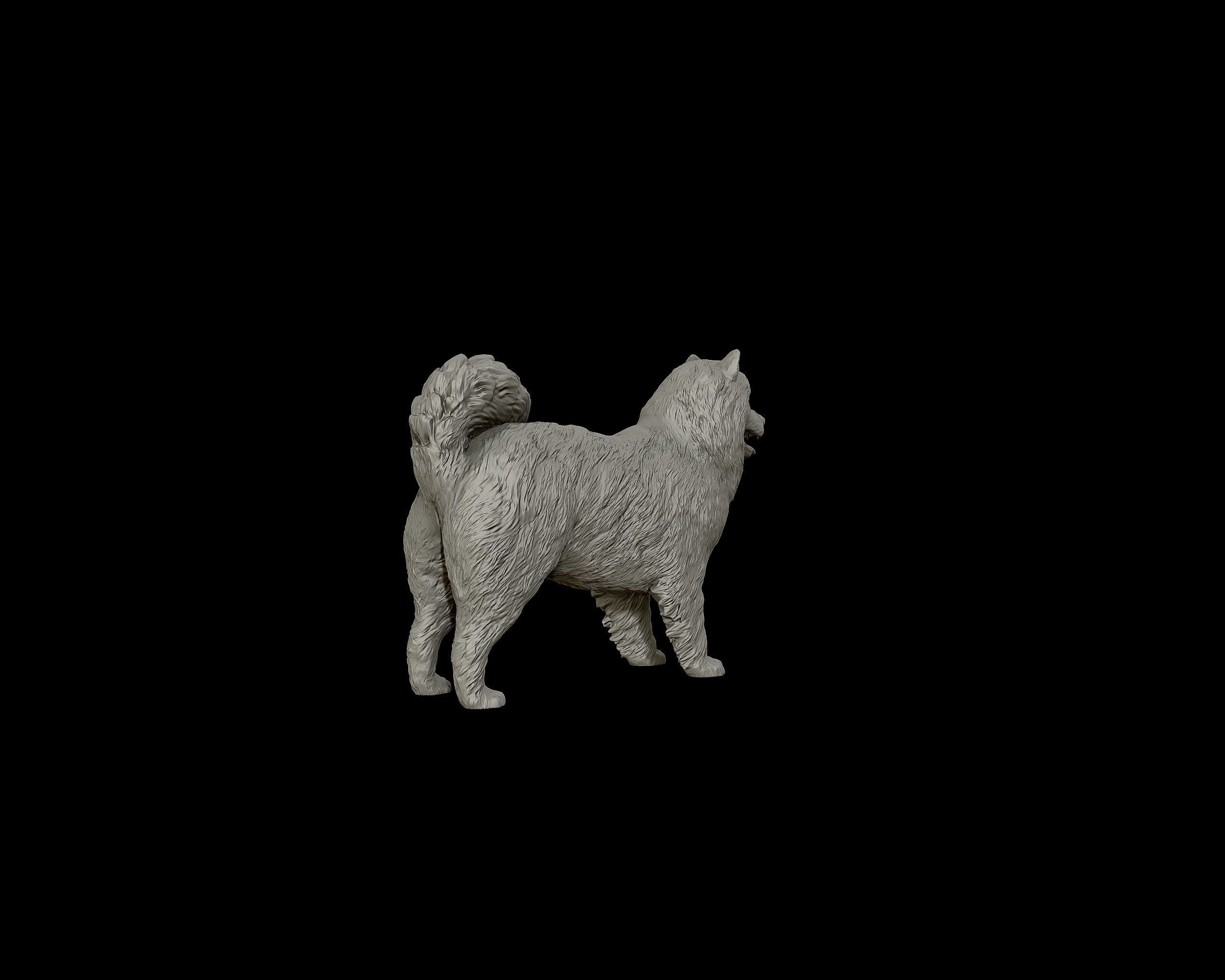 Samoyed model dog 3D print model_22