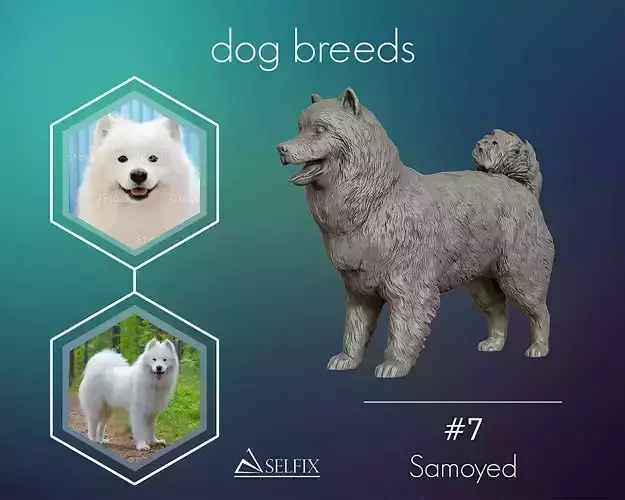 Samoyed model dog