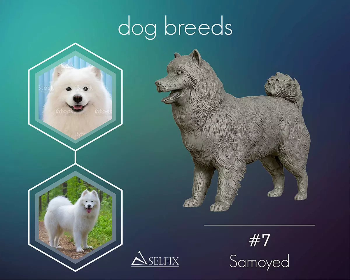 Samoyed model dog 3D print model_0