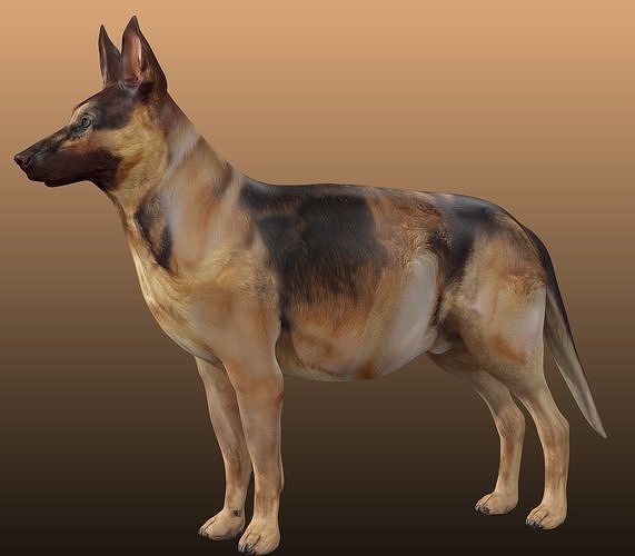 German Shepherd Rig 3D model