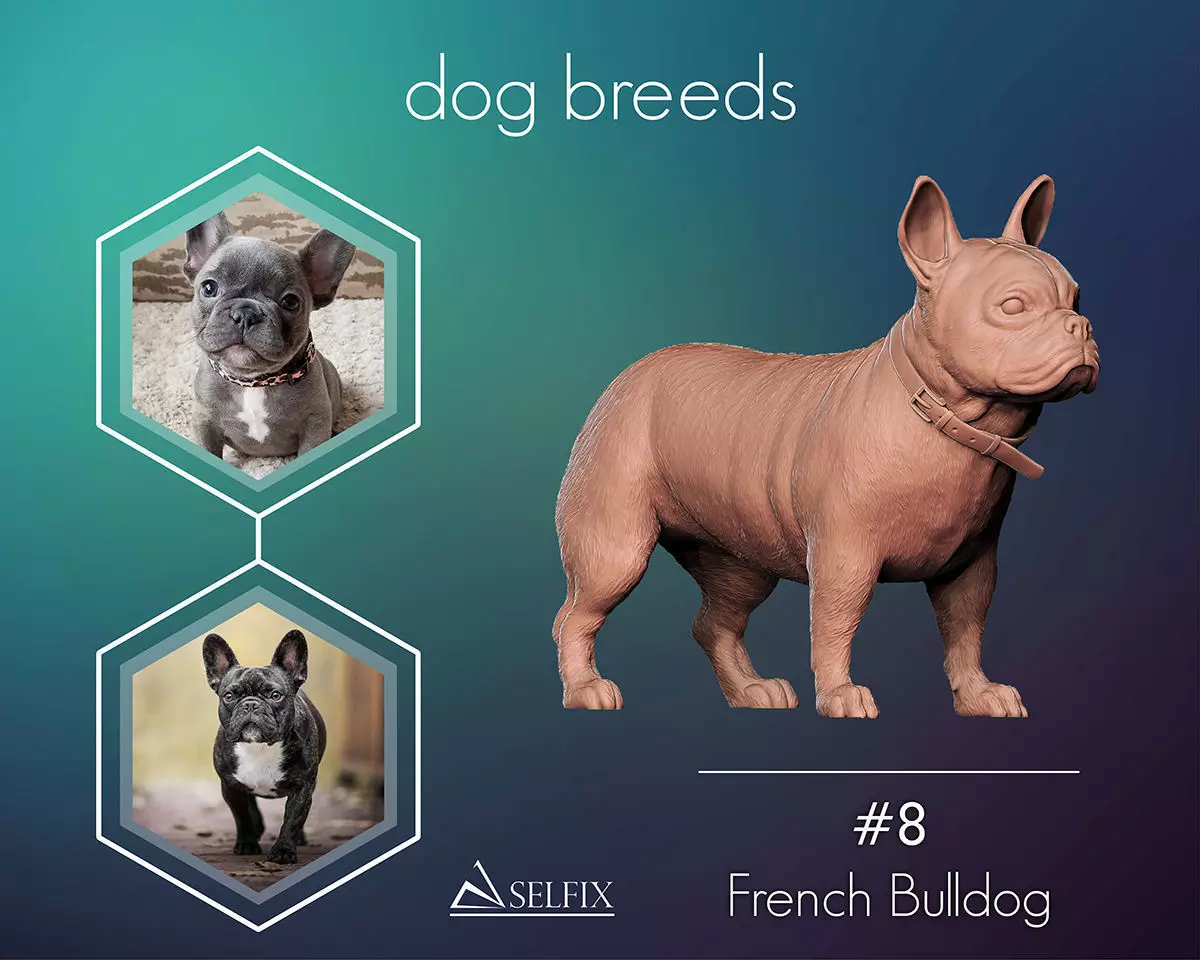 French Bulldog model 3D print model