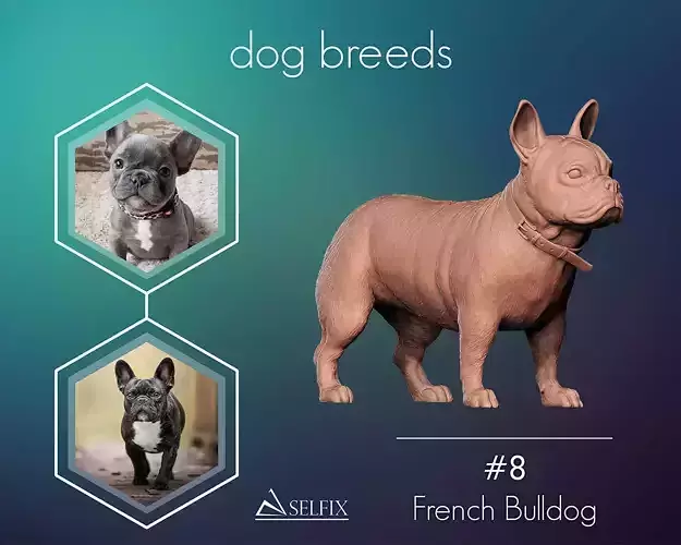French Bulldog model