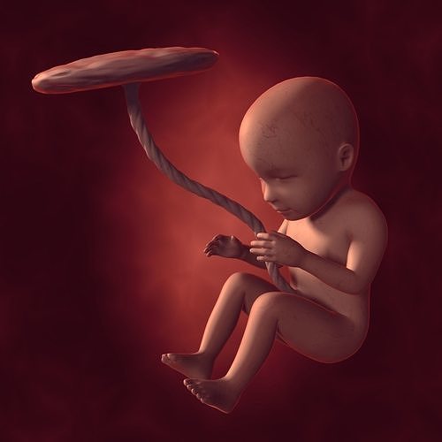 Human Fetus Week 30 - with FK Rig Low-poly 3D model