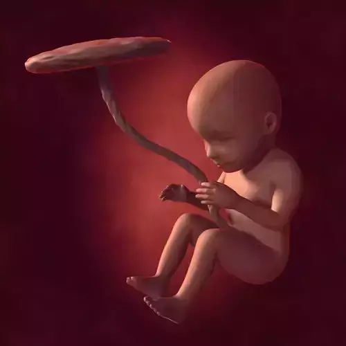 Human Fetus Week 30 - with FK Rig Low-poly 3D model
