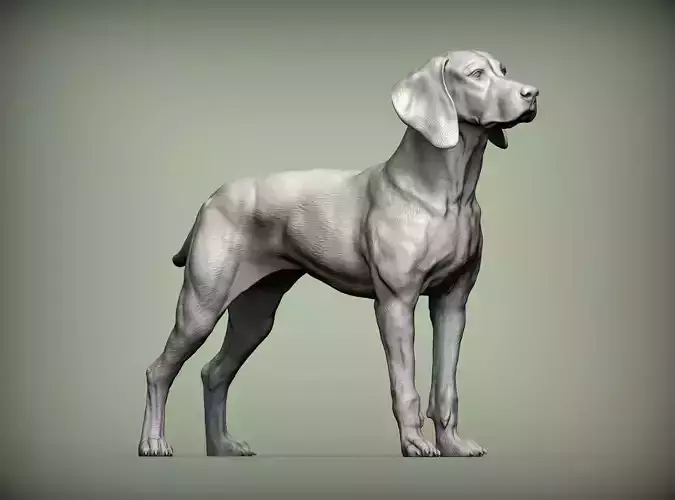 Hungarian vizsla Hungarian Pointing Dog 3D print model