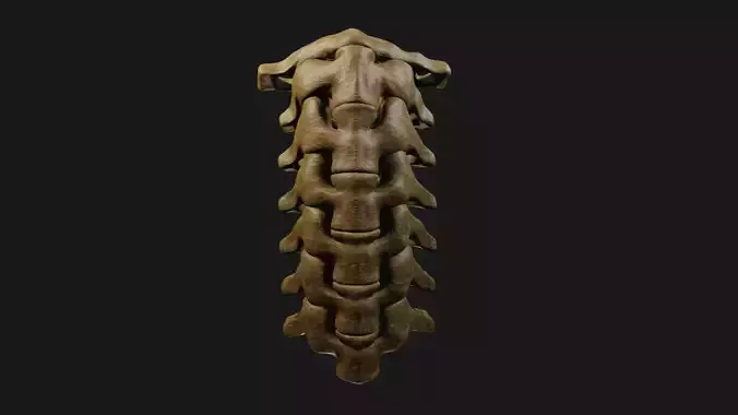 The seven cervical vertebrae modeled and textured in blender 3D model