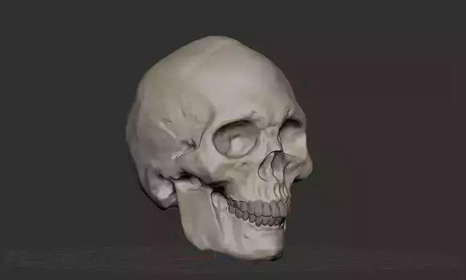 Skull