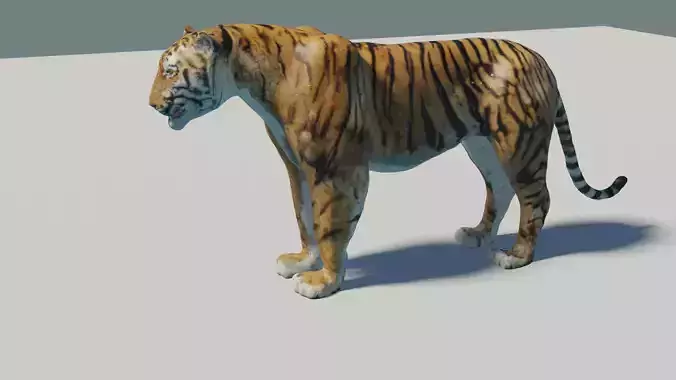 Tiger rigged 3D Model 3D model