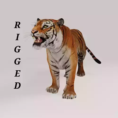 Bengal Tiger 3D model