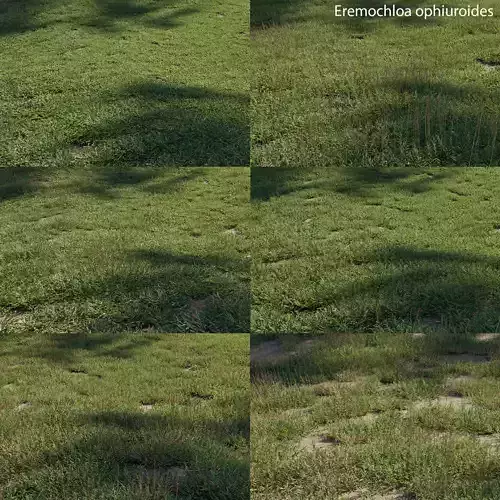 Eremochloa ophiuroides GrowFX