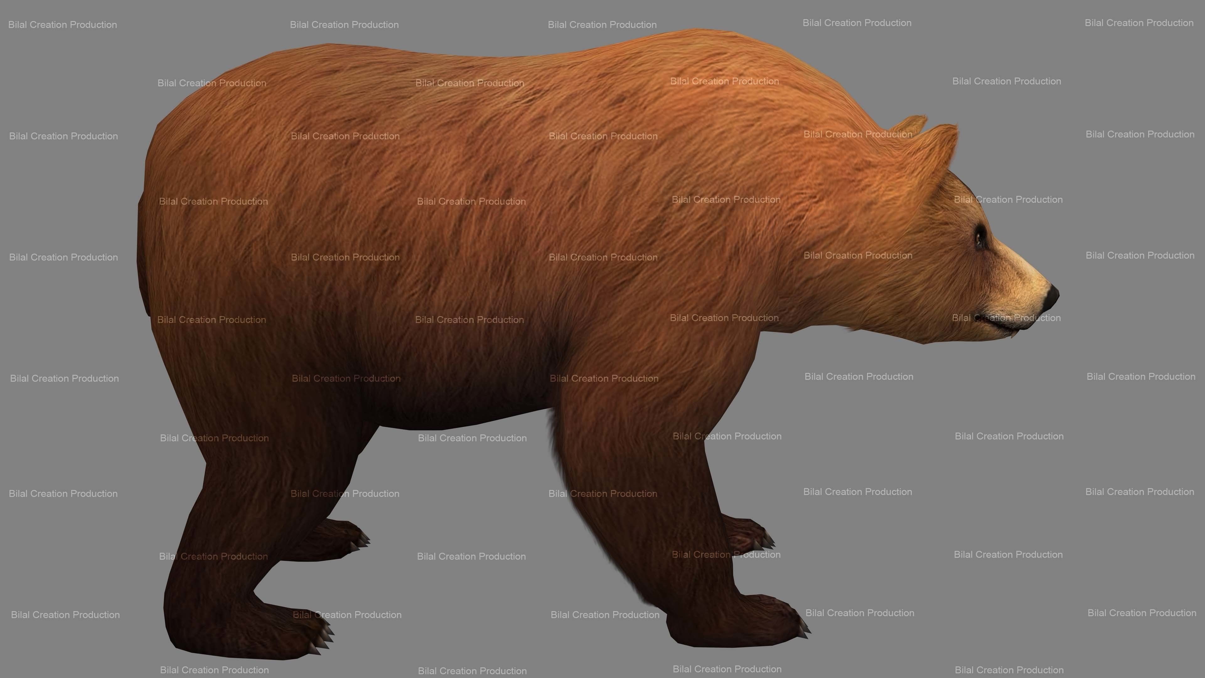 Bear Rigged Animated 10 Low-poly 3D model_3