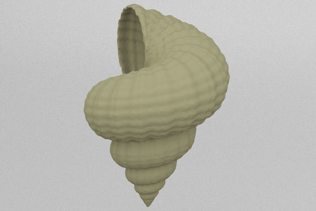 shell 3D print model_3