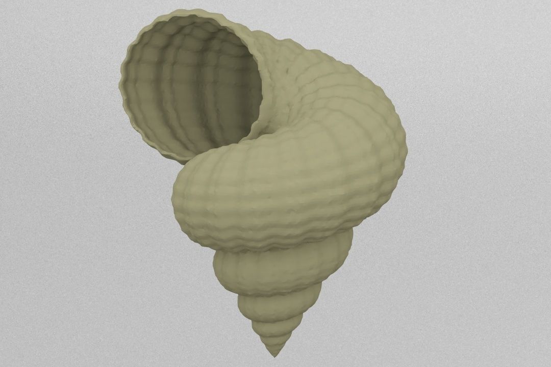 shell 3D print model_2