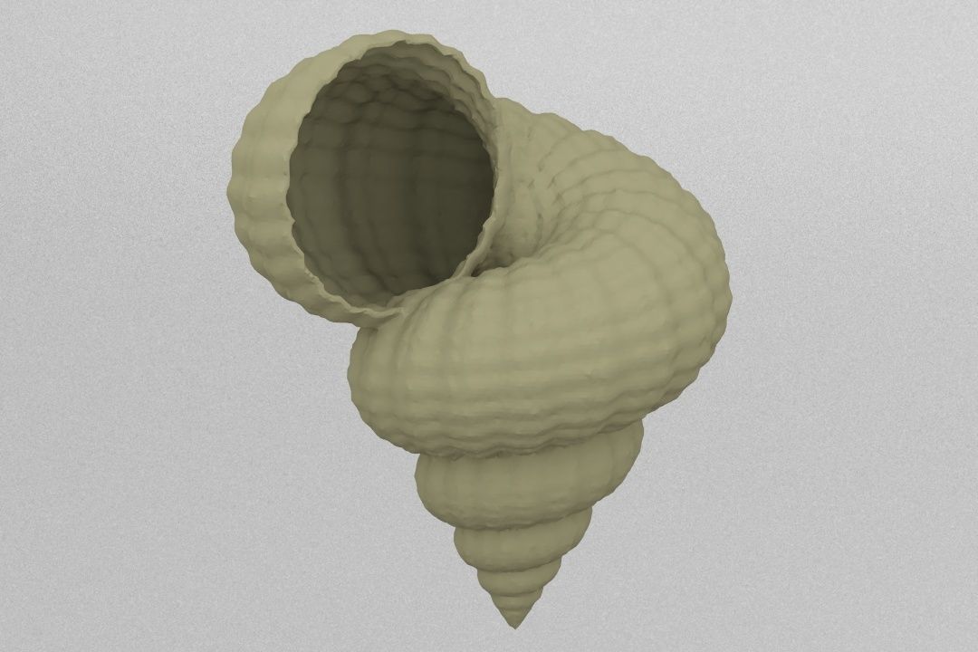 shell 3D print model_1